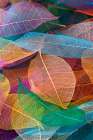 Multi-colored skeleton leaves arranged on black background Art Print
